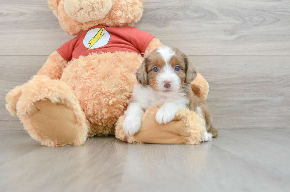 7 week old Mini Aussiedoodle Puppy For Sale - Lone Star Pups