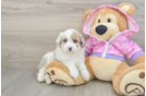 Little Mini Aussiepoo Poodle Mix Puppy