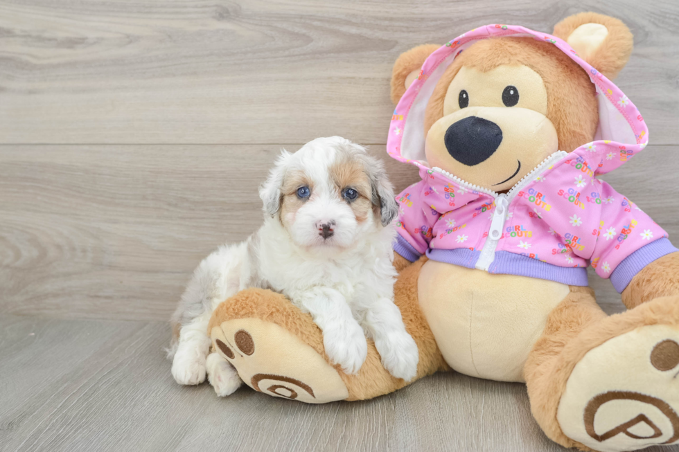Little Mini Aussiepoo Poodle Mix Puppy