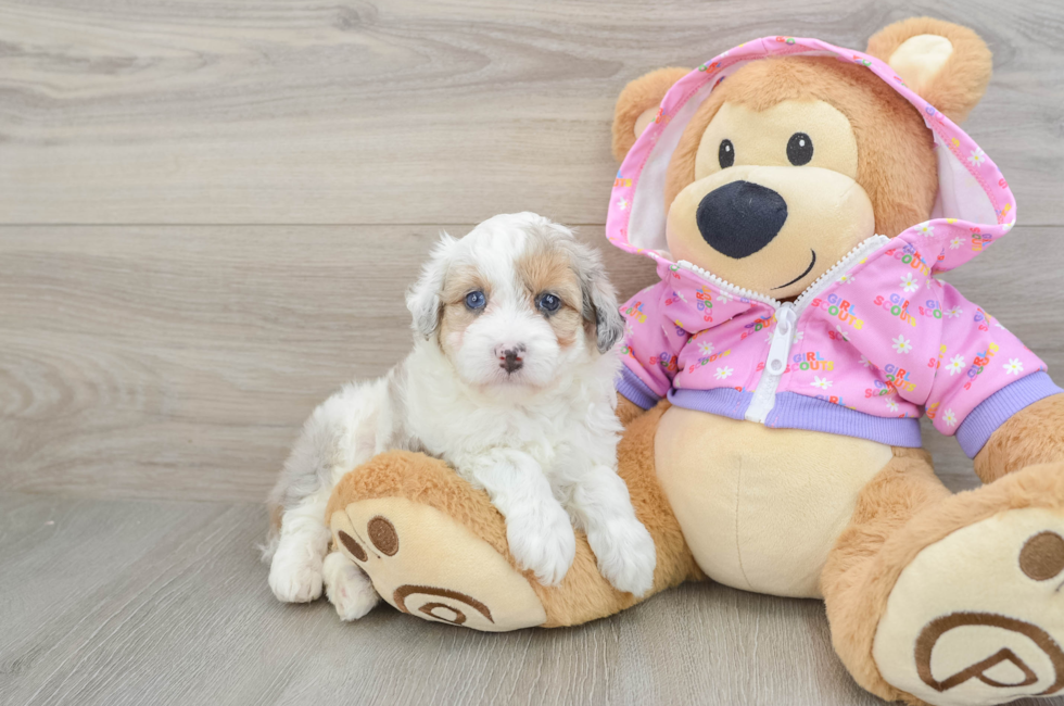 5 week old Mini Aussiedoodle Puppy For Sale - Lone Star Pups