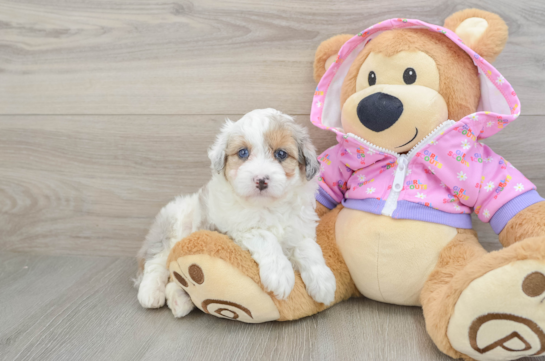Little Mini Aussiepoo Poodle Mix Puppy