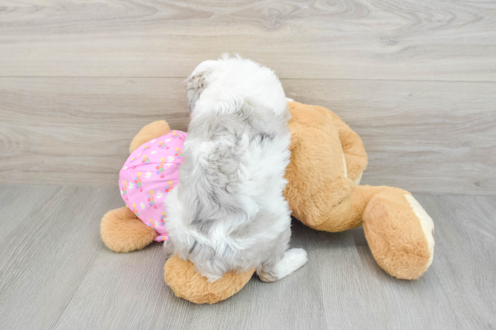 Best Mini Aussiedoodle Baby