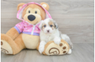 Popular Mini Aussiedoodle Poodle Mix Pup
