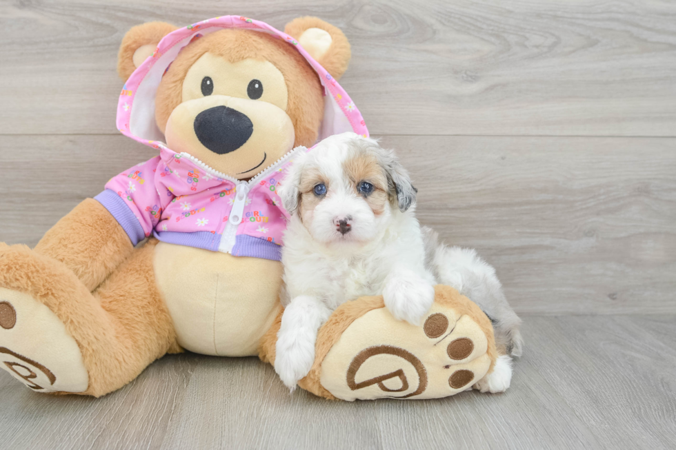 Popular Mini Aussiedoodle Poodle Mix Pup