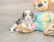 8 week old Mini Aussiedoodle Puppy For Sale - Lone Star Pups