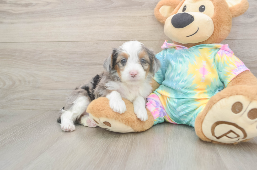 6 week old Mini Aussiedoodle Puppy For Sale - Lone Star Pups