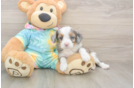 Mini Aussiedoodle Pup Being Cute