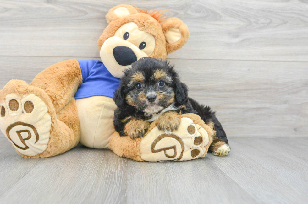 7 week old Mini Aussiedoodle Puppy For Sale - Lone Star Pups
