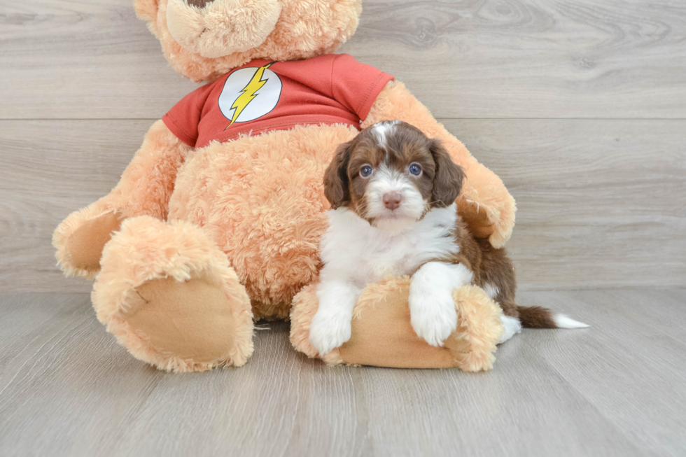 Mini Aussiedoodle Puppy for Adoption