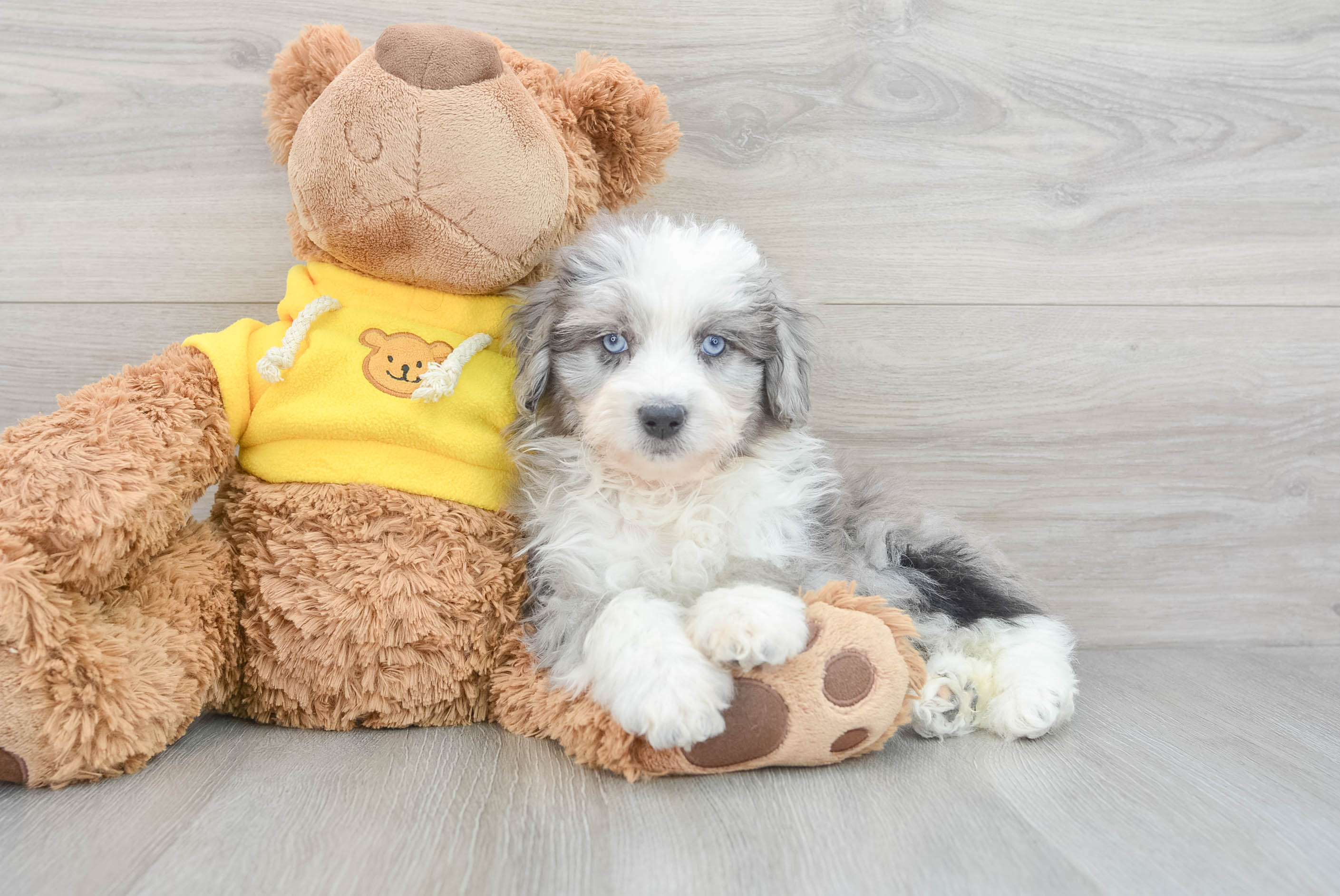 Cute Mini Aussiedoodle Baby