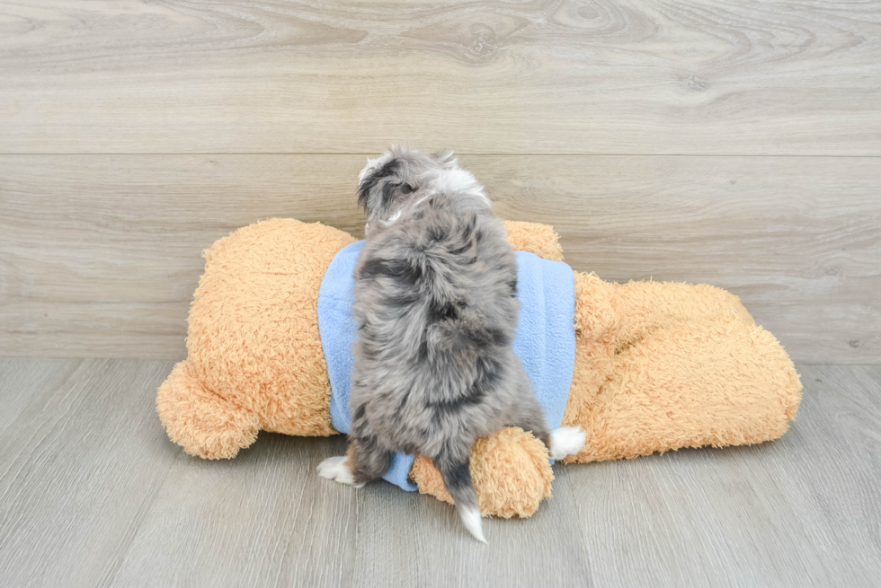 Mini Aussiedoodle Pup Being Cute