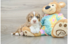 Mini Aussiedoodle Pup Being Cute