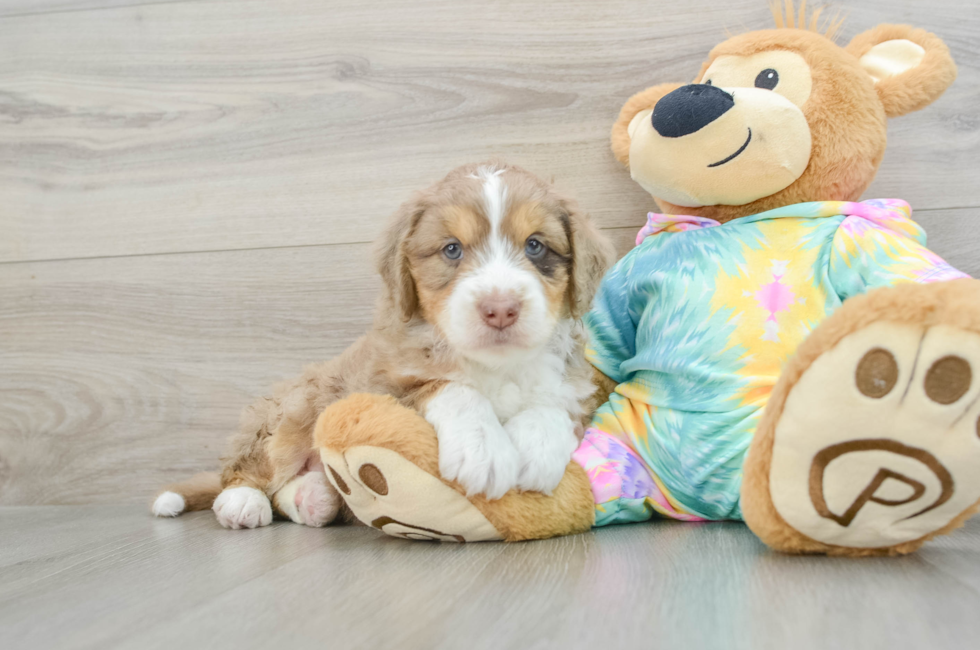 6 week old Mini Aussiedoodle Puppy For Sale - Lone Star Pups