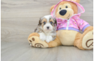 Mini Aussiedoodle Puppy for Adoption