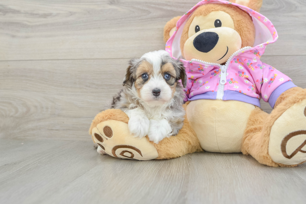 Mini Aussiedoodle Puppy for Adoption