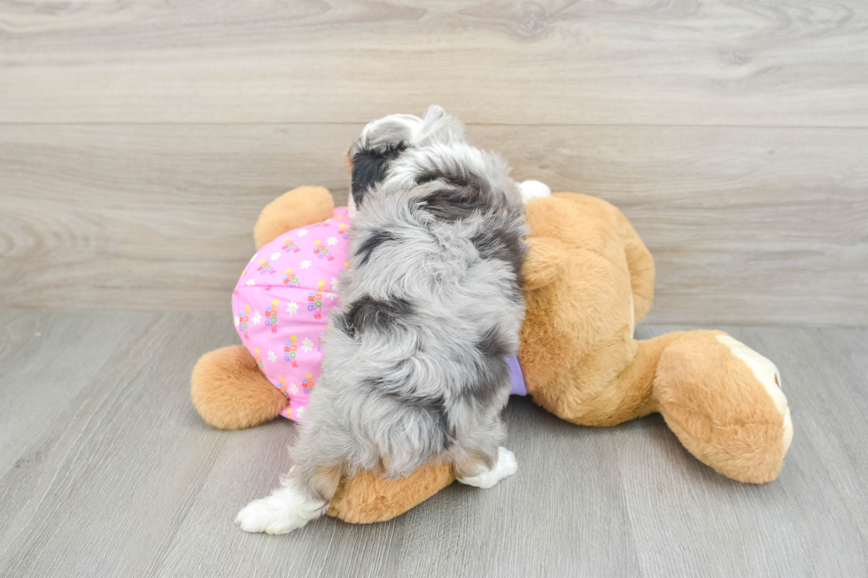 Hypoallergenic Aussiepoo Poodle Mix Puppy