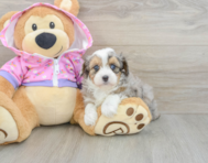 7 week old Mini Aussiedoodle Puppy For Sale - Lone Star Pups