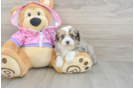 Best Mini Aussiedoodle Baby