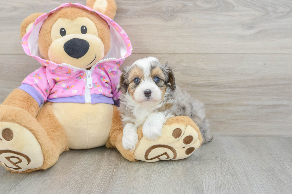 5 week old Mini Aussiedoodle Puppy For Sale - Lone Star Pups