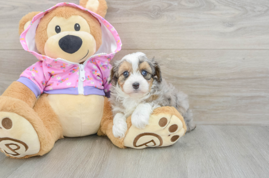 Best Mini Aussiedoodle Baby