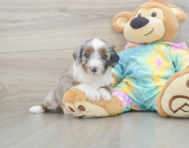 8 week old Mini Aussiedoodle Puppy For Sale - Lone Star Pups