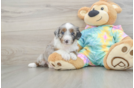 Happy Mini Aussiedoodle Baby