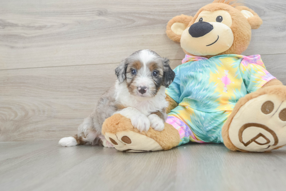 Happy Mini Aussiedoodle Baby