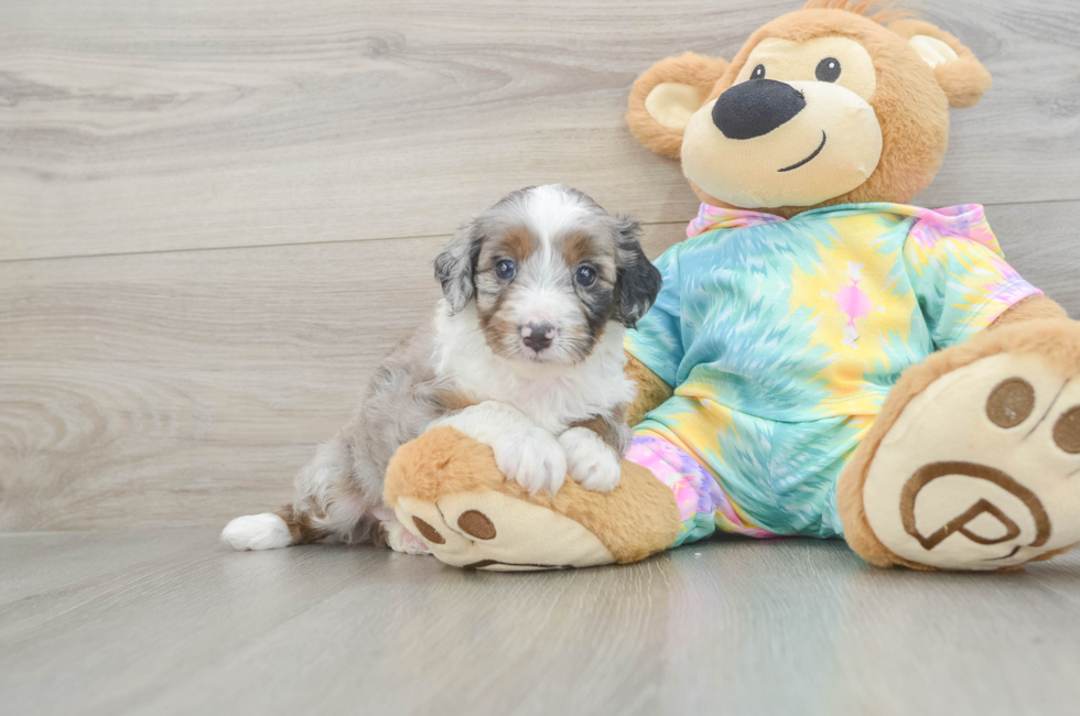 5 week old Mini Aussiedoodle Puppy For Sale - Lone Star Pups