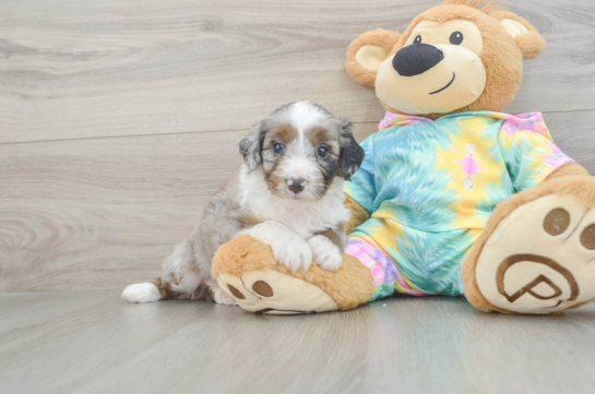 Happy Mini Aussiedoodle Baby
