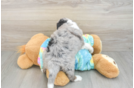 Mini Aussiedoodle Puppy for Adoption