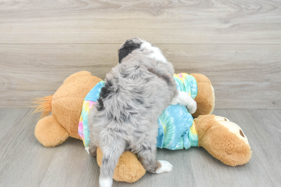 Mini Aussiedoodle Puppy for Adoption