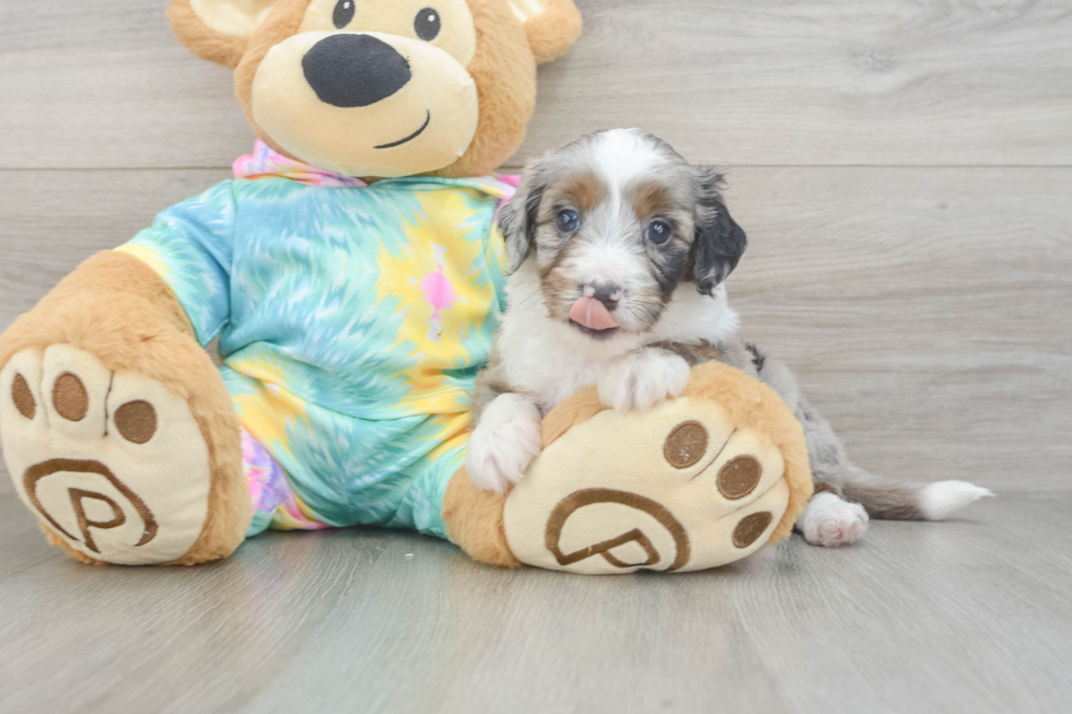 Mini Aussiedoodle Puppy for Adoption