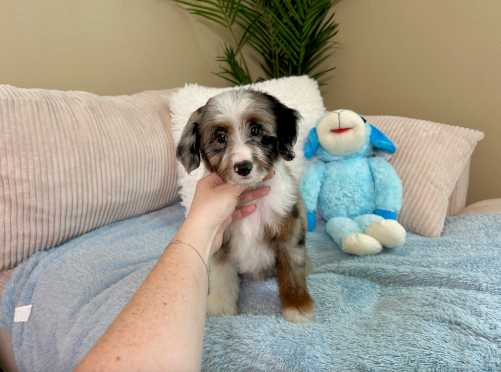 Best Mini Aussiedoodle Baby