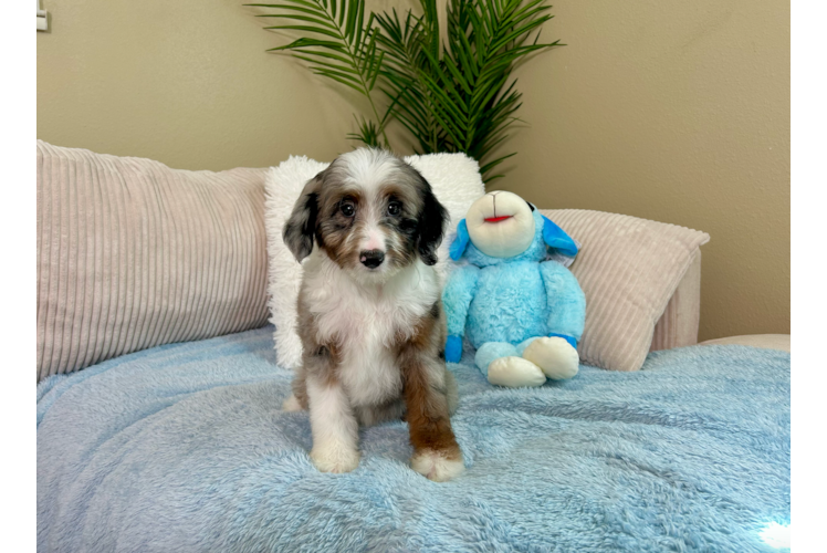 Cute Mini Aussiedoodle Poodle Mix Pup