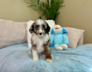 9 week old Mini Aussiedoodle Puppy For Sale - Lone Star Pups