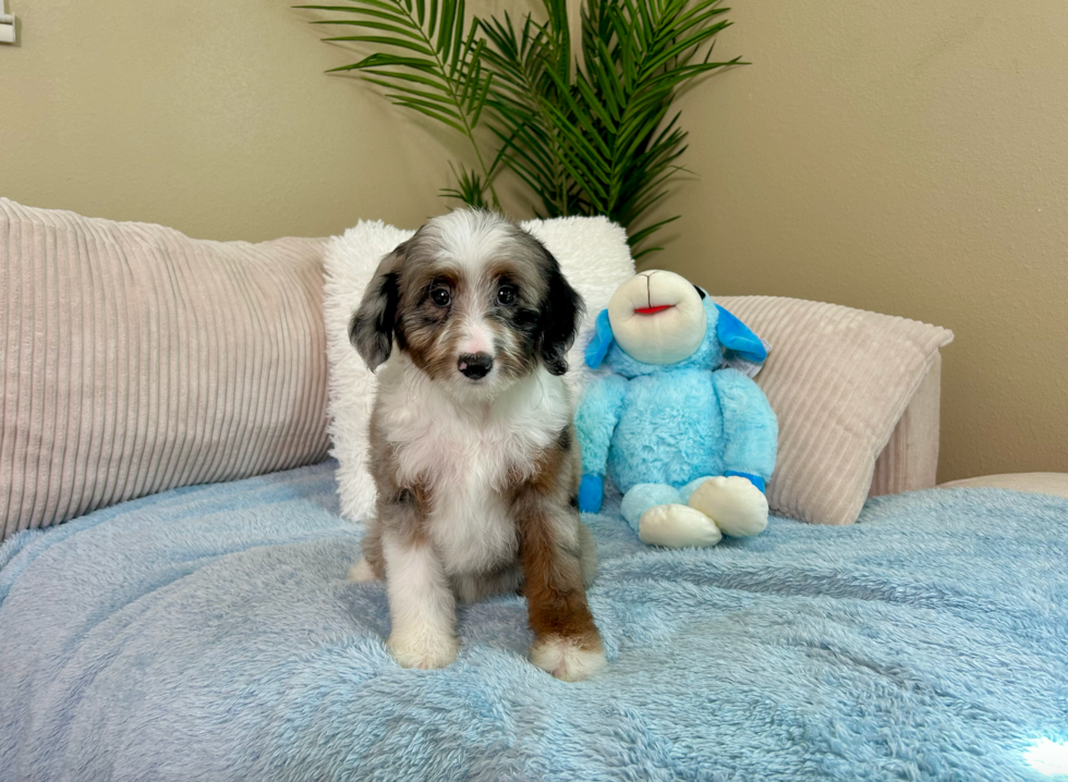 Cute Mini Aussiedoodle Poodle Mix Pup