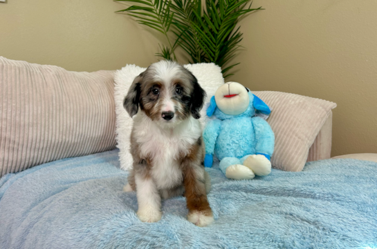 Cute Mini Aussiedoodle Poodle Mix Pup