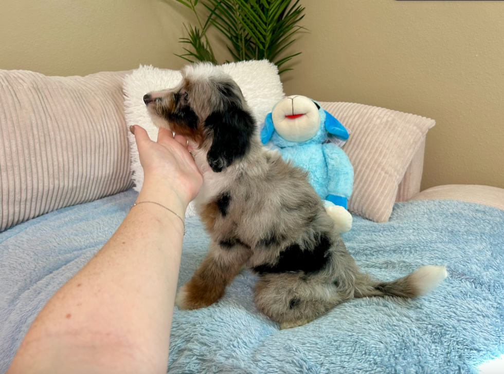 Cute Mini Aussiedoodle Baby