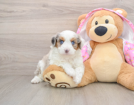 7 week old Mini Aussiedoodle Puppy For Sale - Lone Star Pups