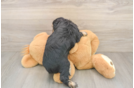 Mini Aussiedoodle Pup Being Cute