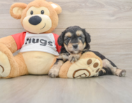 8 week old Mini Aussiedoodle Puppy For Sale - Lone Star Pups