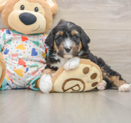 8 week old Mini Aussiedoodle Puppy For Sale - Lone Star Pups