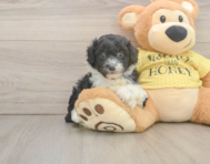 8 week old Mini Aussiedoodle Puppy For Sale - Lone Star Pups
