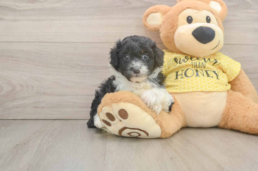 5 week old Mini Aussiedoodle Puppy For Sale - Lone Star Pups