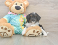 7 week old Mini Aussiedoodle Puppy For Sale - Lone Star Pups