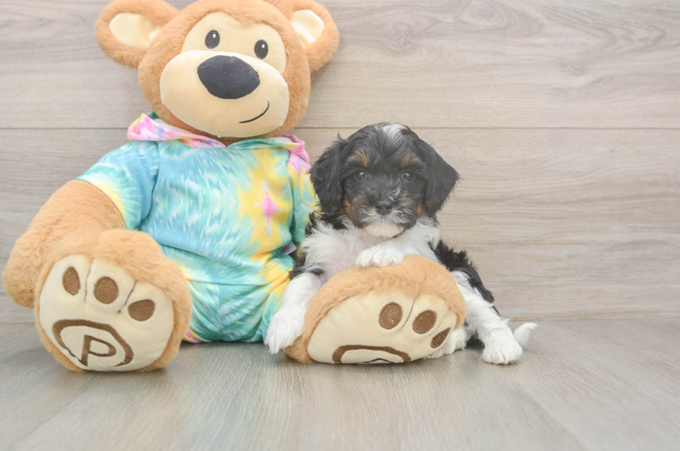 6 week old Mini Aussiedoodle Puppy For Sale - Lone Star Pups