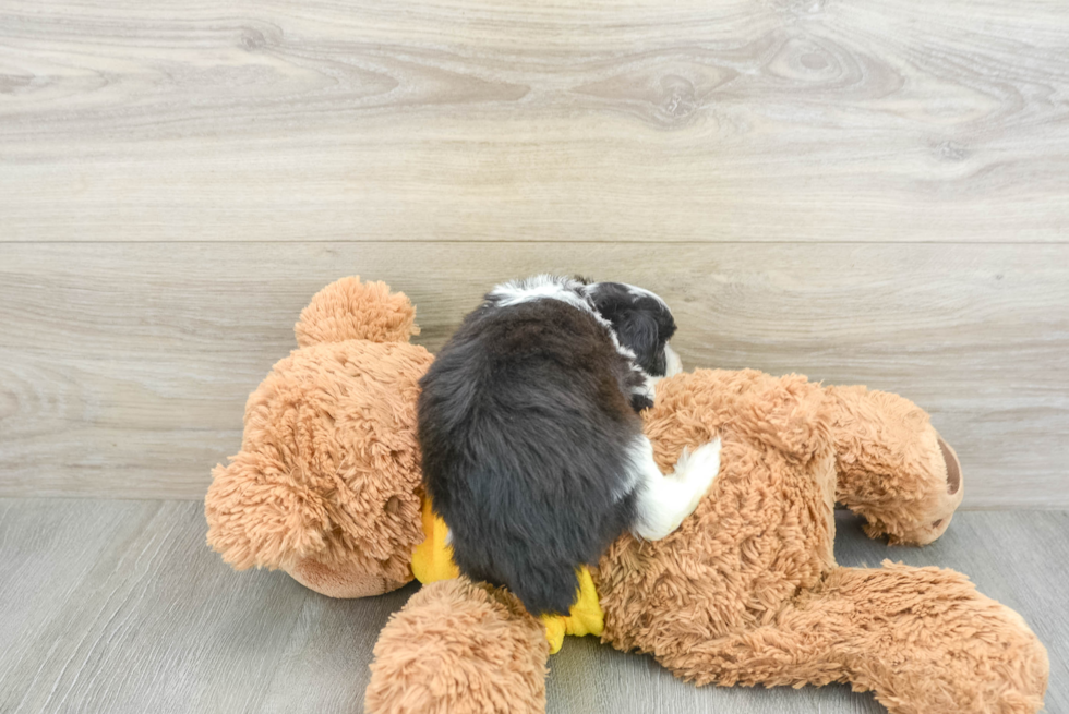 Mini Aussiedoodle Pup Being Cute