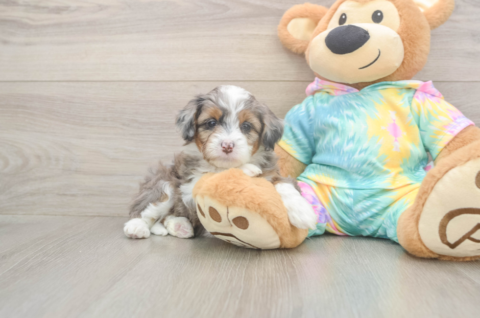 6 week old Mini Aussiedoodle Puppy For Sale - Lone Star Pups