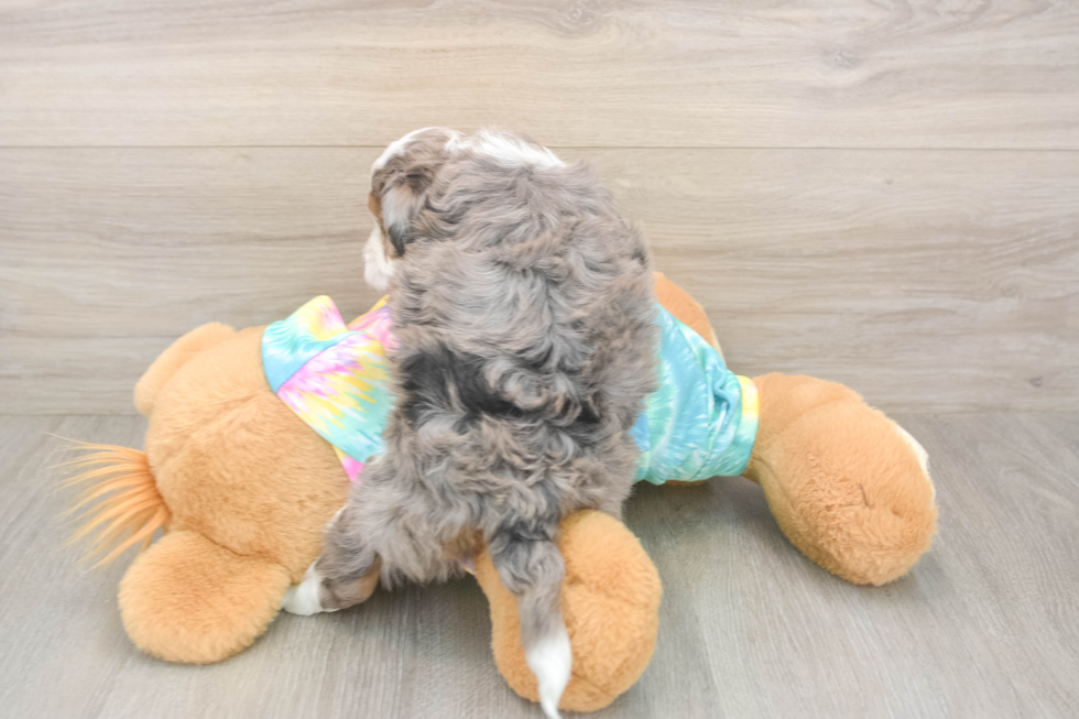 Playful Mini Aussiepoodle Poodle Mix Puppy