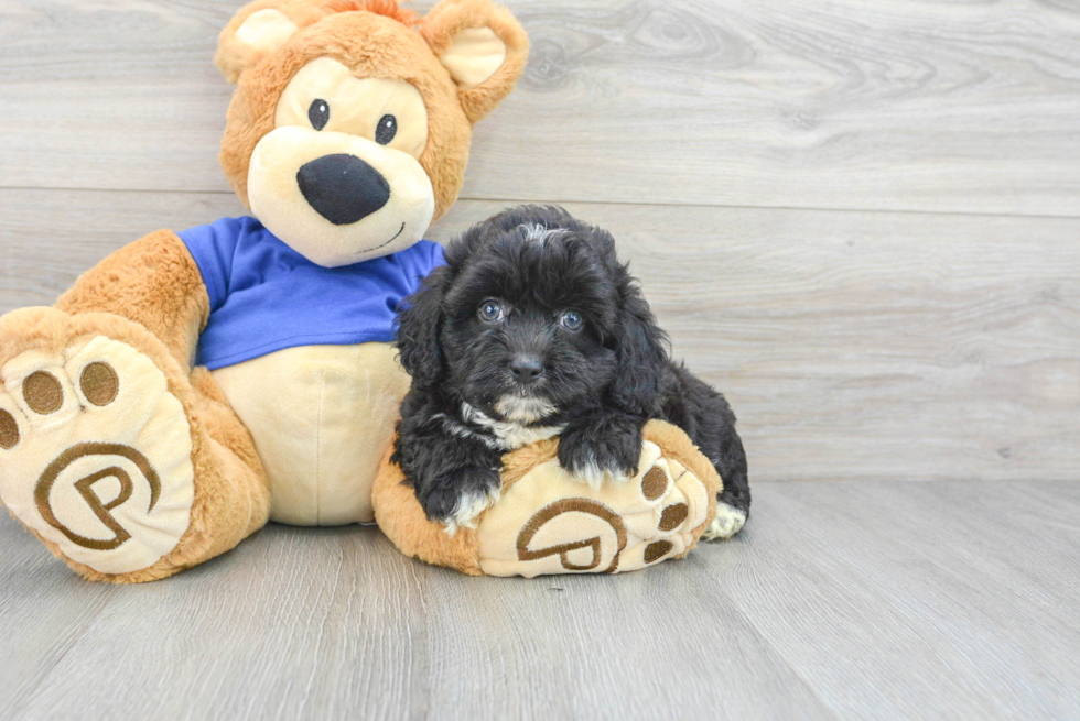 Adorable Aussiepoo Poodle Mix Puppy